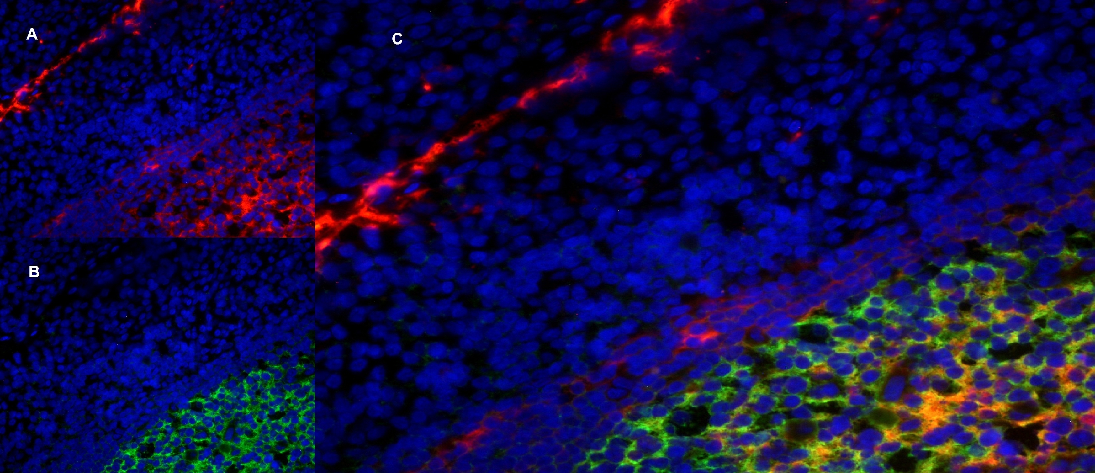 Anti Human Cd Antibody Clone A Mr Alpha Bio Rad