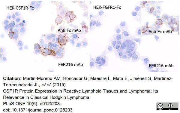 Anti Human CD115/CSF1R Antibody, clone FER216 gallery image 3