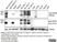 Anti Human CD115/CSF1R Antibody, clone FER216 thumbnail image 4