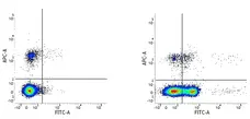 Hamster (Armenian) IgG Negative Control Antibody gallery image 2