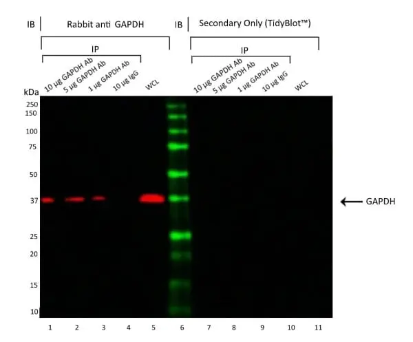 Mouse IgG1 Negative Control Antibody (Rat) gallery image 21