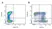 Mouse IgG1 Negative Control Antibody (Human) thumbnail image 19