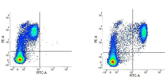 Mouse IgG2a Negative Control Antibody - Rat gallery image 2