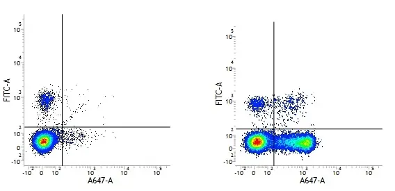 Mouse IgG2a Negative Control Antibody - Rat gallery image 4