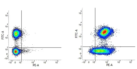 Mouse IgG2a Negative Control Antibody - Rat gallery image 5