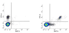 Mouse IgG2b Negative Control Antibody gallery image 1