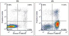 Annexin V Kit gallery image 2