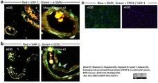 LYNX Rapid APC Antibody Conjugation Kit gallery image 3