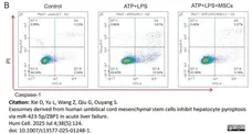 FAM FLICA™ Caspase-1 Kit gallery image 2