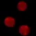 Magic Red™ Caspase-3/7 Kit thumbnail image 1