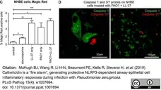 Magic Red™ Caspase-3/7 Kit gallery image 2
