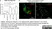 Magic Red™ Caspase-3/7 Kit thumbnail image 2
