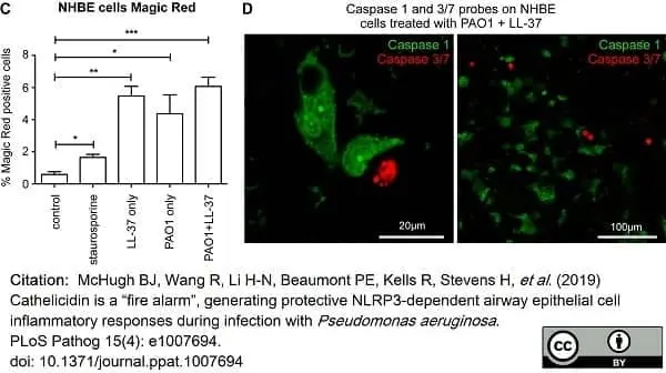 Magic Red™ Caspase-3/7 Kit gallery image 2