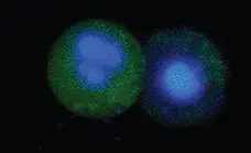 FAM FLICA™ Caspase-8 Kit gallery image 2