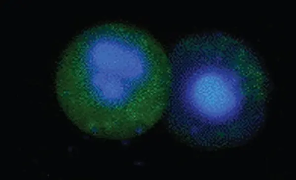 FAM FLICA™ Caspase-8 Kit gallery image 2