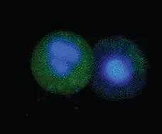 FAM FLICA™ Caspase-9 Kit gallery image 1