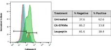  Green Cathepsin B Kit : 100 Tests gallery image 1