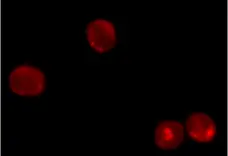 Magic Red™ Cathepsin B Kit gallery image 2