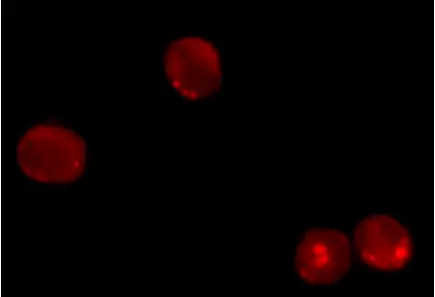 Magic Red™ Cathepsin B Kit gallery image 2
