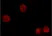 Magic Red™ Cathepsin B Kit thumbnail image 2