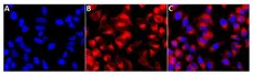 Magic Red™ Cathepsin B Kit gallery image 3