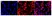 Magic Red™ Cathepsin B Kit thumbnail image 3