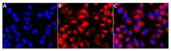 Magic Red™ Cathepsin B Kit gallery image 3