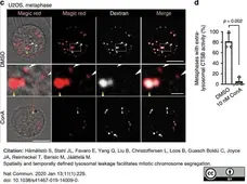 Magic Red™ Cathepsin B Kit gallery image 4