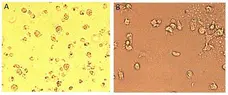 Bovine Dendritic Cell Growth Kit - 1ml gallery image 1
