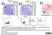 LYNX Rapid Fluorescein Antibody Conjugation Kit thumbnail image 2
