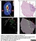 LYNX Rapid Fluorescein Antibody Conjugation Kit thumbnail image 5