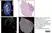LYNX Rapid Fluorescein Antibody Conjugation Kit thumbnail image 5