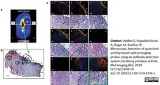 LYNX Rapid Fluorescein Antibody Conjugation Kit gallery image 6