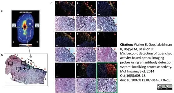 LYNX Rapid Fluorescein Antibody Conjugation Kit gallery image 6