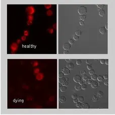 Mito Membrane Potential MitoPT TMRE Kit gallery image 2