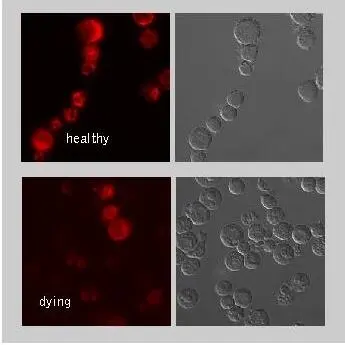 Mito Membrane Potential MitoPT TMRE Kit gallery image 2