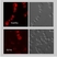 Mito Membrane Potential MitoPT TMRE Kit thumbnail image 2