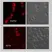 Mito Membrane Potential MitoPT TMRE Kit thumbnail image 2