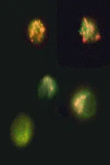 Mito Permeability Transition Kit - 100 Tests gallery image 3