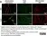 Mito Permeability Transition Kit - 100 Tests thumbnail image 4