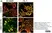 Mito Permeability Transition Kit - 400 Tests thumbnail image 5