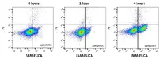 FAM FLICA™ Poly Caspase Kit gallery image 2