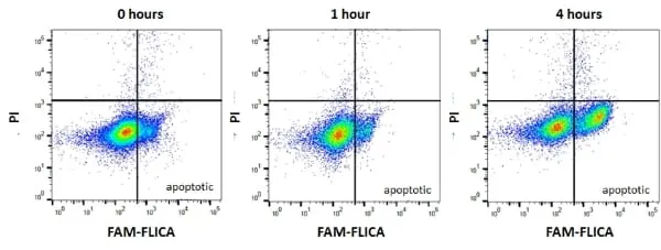 FAM FLICA™ Poly Caspase Kit gallery image 2