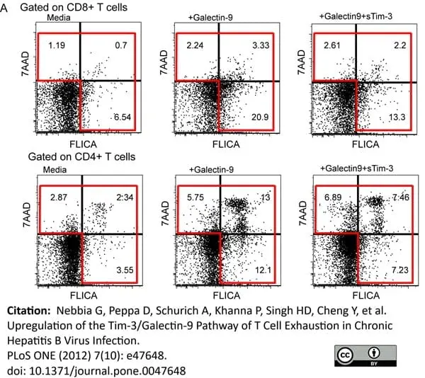 FAM FLICA™ Poly Caspase Kit gallery image 3