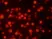 SR FLICA™ Poly Caspase Kit thumbnail image 1