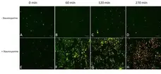 pSIVA™ REAL-TIME Apoptosis Fluorescent Microscopy Kit gallery image 1