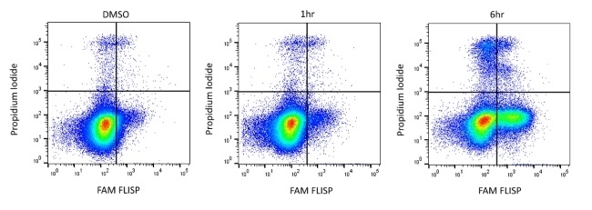 FLISP™ FAM-Phe-CMK Serine Protease Assay Kit gallery image 1