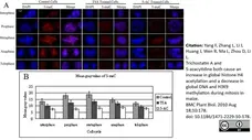 Anti 5-Methylcytidine Antibody, clone 33D3 gallery image 1
