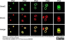Anti 5-Methylcytidine Antibody, clone 33D3 gallery image 10