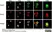 Anti 5-Methylcytidine Antibody, clone 33D3 thumbnail image 10